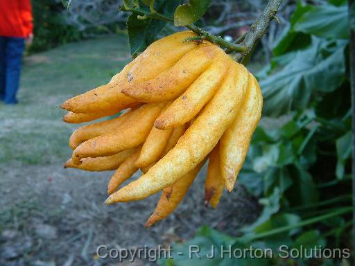 Buddha's Hand citrus 